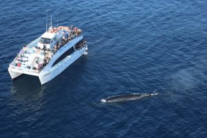 Aerial view of whale swimming by boat
